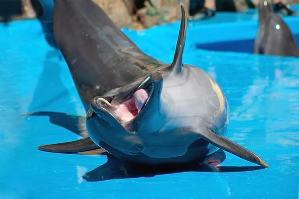 Delfín sonriente — Foto de Stock