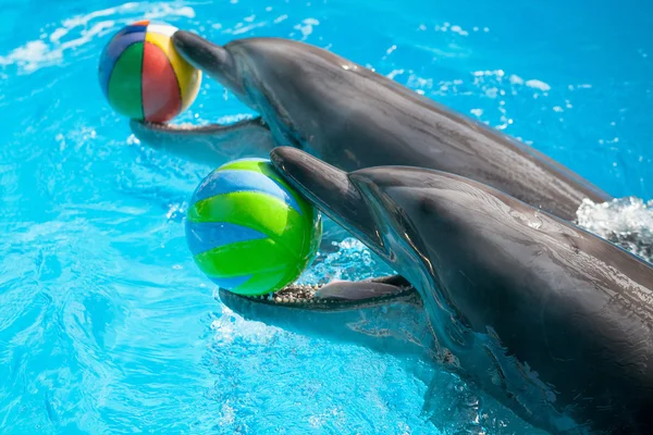 Dos delfines con las bolas — Foto de Stock