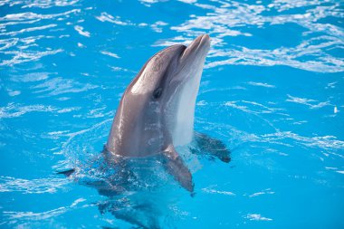 Dolpnin gülümseyen