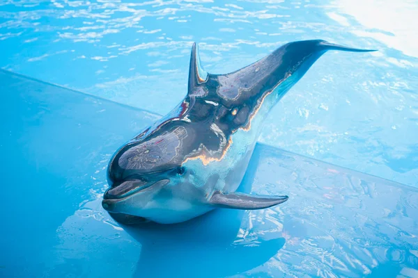 Delfín en el delfinario — Foto de Stock