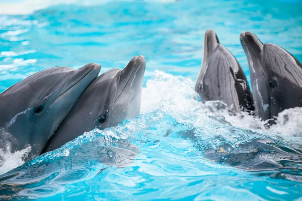 Dos parejas de delfines — Foto de Stock