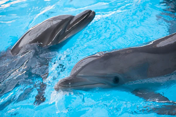Dos delfines nadadores — Foto de Stock