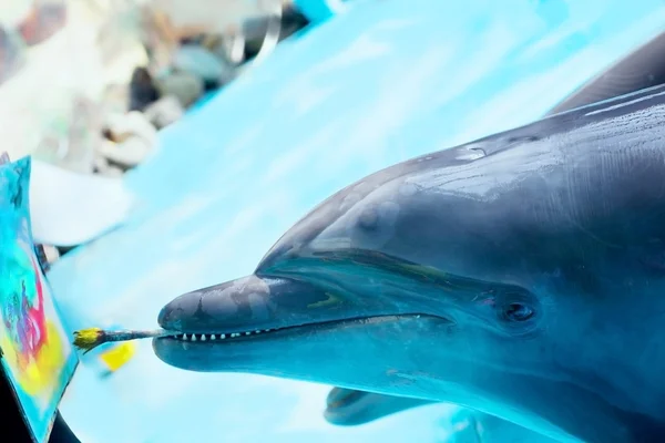 Pintura delfín — Foto de Stock
