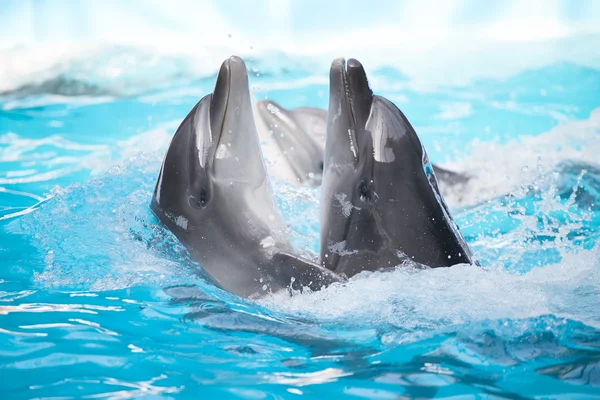 Dos delfines nadando — Foto de Stock