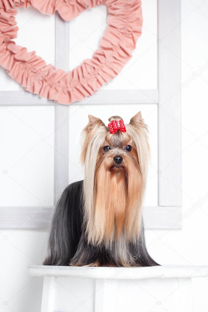 Yorkshire terrier with heart