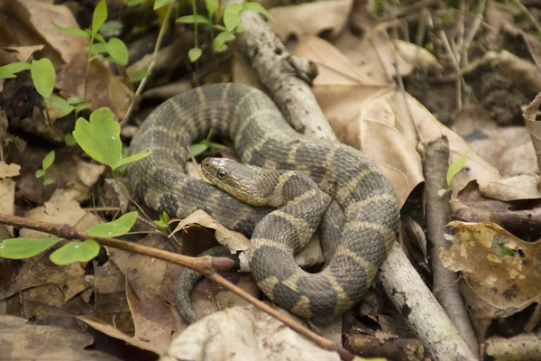 Serpente d'acqua settentrionale — Foto Stock