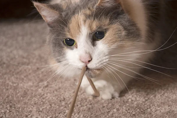 Cat playing with string - closeup — Stock Photo, Image