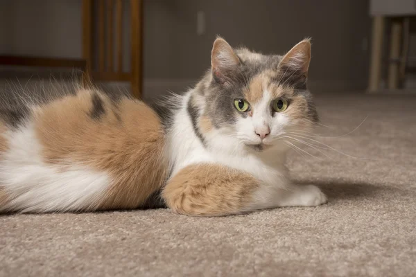 Wyciszony Calico Cat — Zdjęcie stockowe