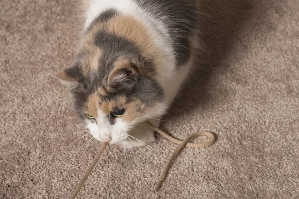Gato brincando com corda — Fotografia de Stock