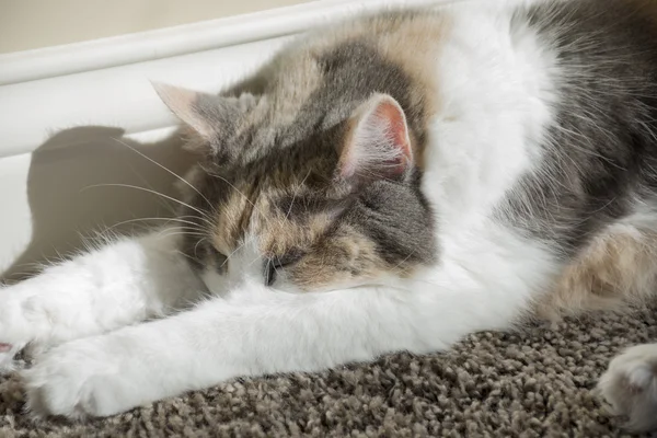 Kot śpi na dywanie — Zdjęcie stockowe