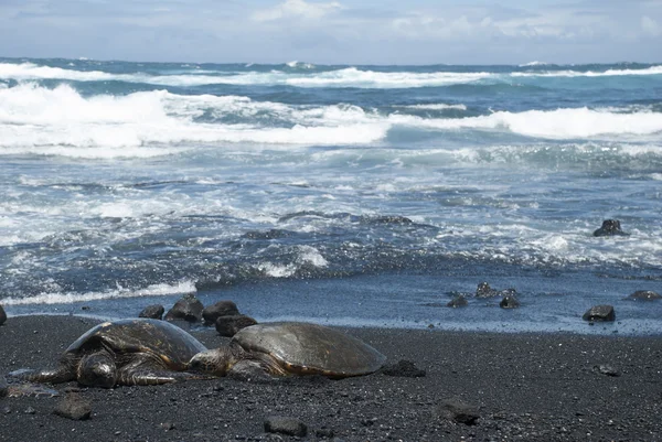 Kıyıda, siyah kum plaj, Hawaii, ABD sürünerek yeşil Deniz kaplumbağaları