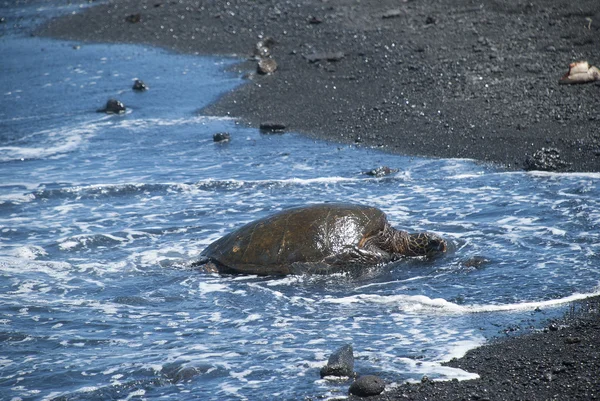 緑の海カメ、黒砂海岸、ハワイ、米国の海岸にクロール — ストック写真