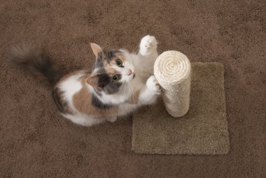 Kedi tırmalamak ek yükü - manzara