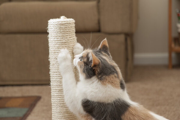 Cat scratching closeup