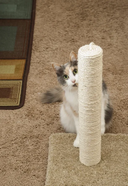 Cat peeking around scratching post