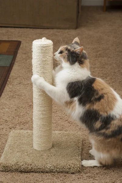 Cat using scratching post