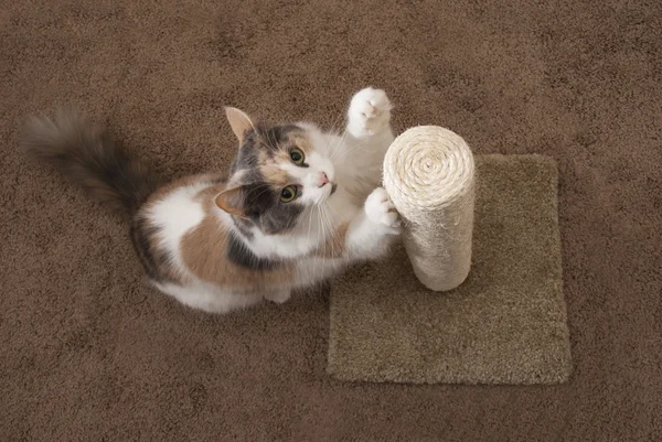 Cat scratching overhead - Landscape — Stock Photo, Image