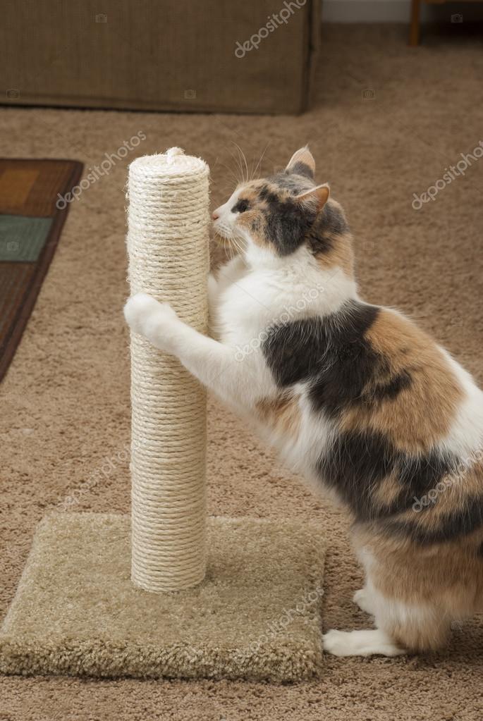 Cat using scratching post Stock Photo by ©icemanj 64937245