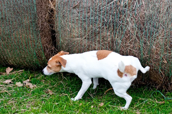 Jack Russell Terrier peeing on hay bale on a farm — Stock Photo, Image