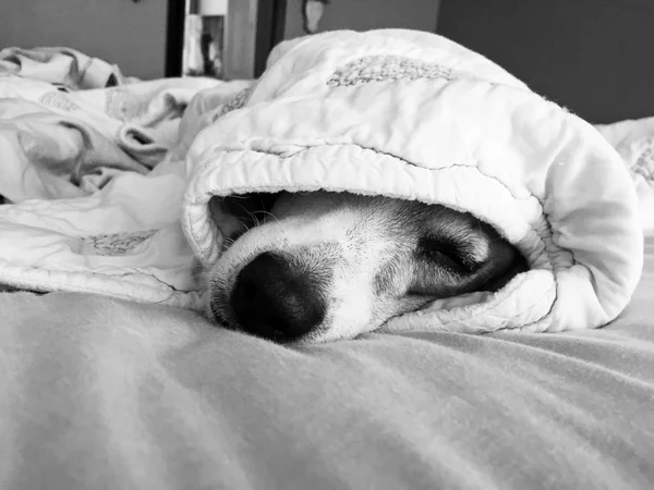 Jack Russell terrier sob as capas . — Fotografia de Stock