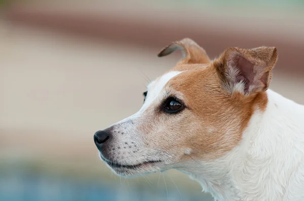 Közelről a jack russell terrier kutya — Stock Fotó