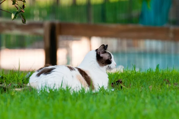 Beautiful white and black cat laying in the green grass outdoors — Stock Photo, Image