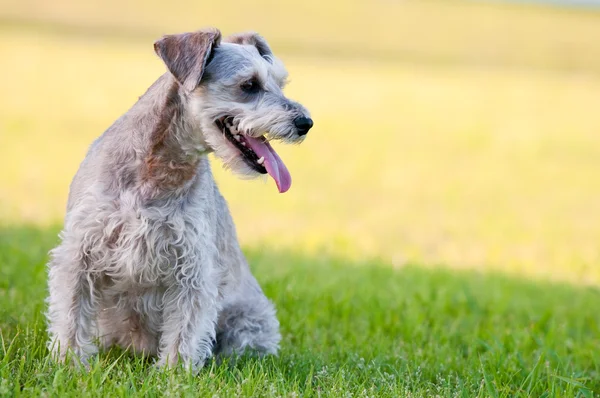 Schattig schnauzer hond zittend in het gras met copyspace. — Stockfoto