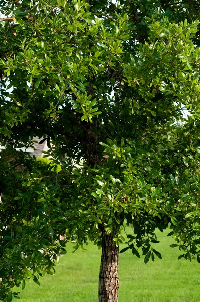 Teksas'ın canlı meşe ağacının yakın çekim