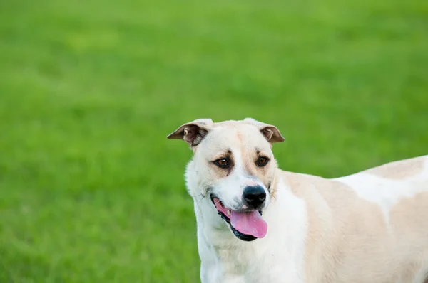 Canino bronzeado e branco saindo da língua com espaço de cópia . — Fotografia de Stock