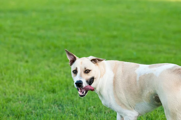 Tan og hvid hund ser fjollet udendørs med kopiplads . - Stock-foto