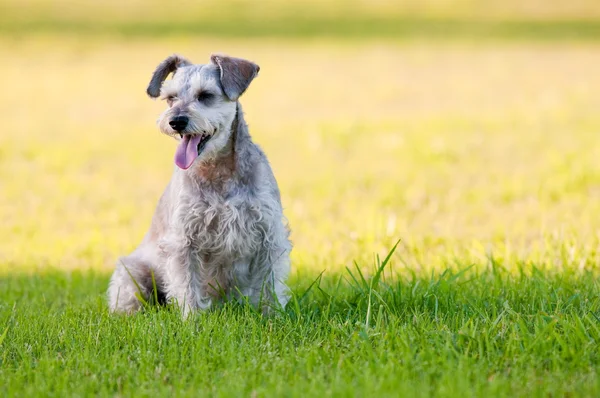 Adorável schnauzer cão sentado na grama com copyspace . — Fotografia de Stock