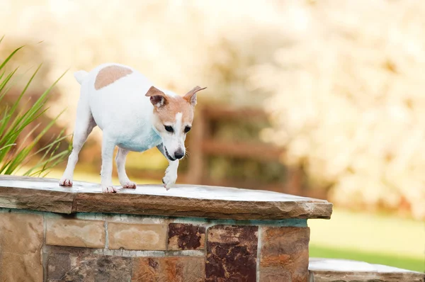 Jack Russell terrier hund på kanten af en swimmingpool med betjent - Stock-foto