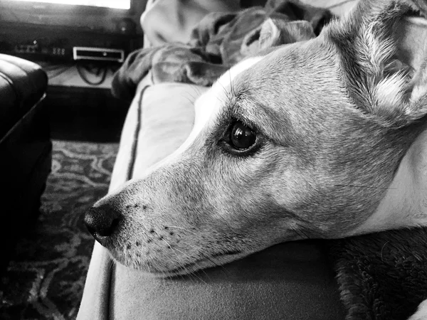 Black and white close up of jack russell terrier — Stock Photo, Image