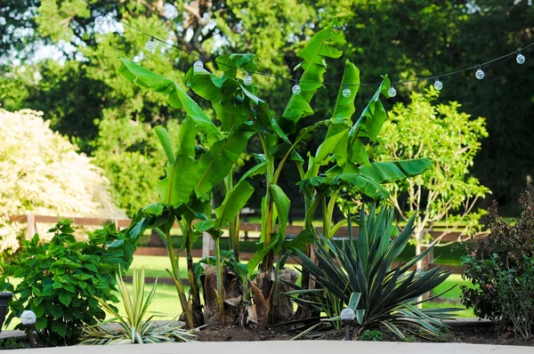 Parterre de flores con plátanos . — Foto de Stock