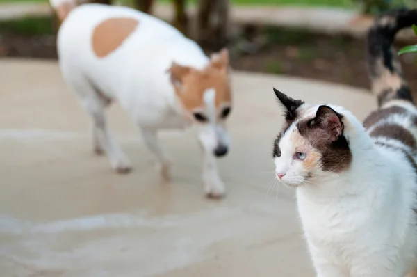 Beautiful white cat and Jack russell dog in background. — Stock Photo, Image