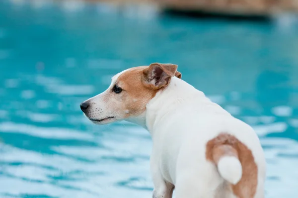 Jack russell terrier dog in swimming pool. — Stock Photo, Image