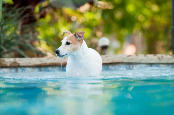 Jack russell terrier dog in swimming pool with water pouring fro — Stock Photo, Image