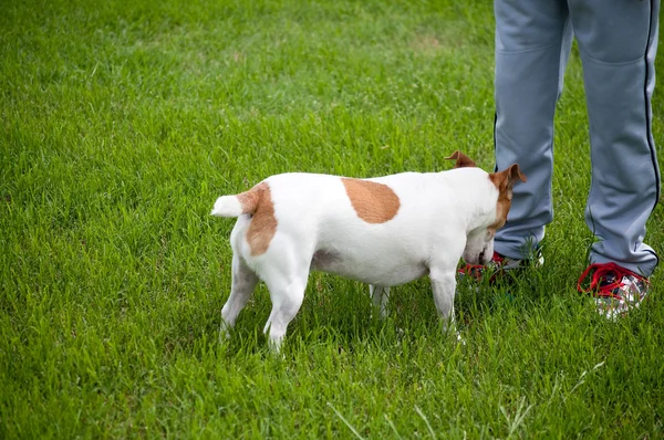 Jack Russell Terrier e giocatore di baseball — Foto Stock