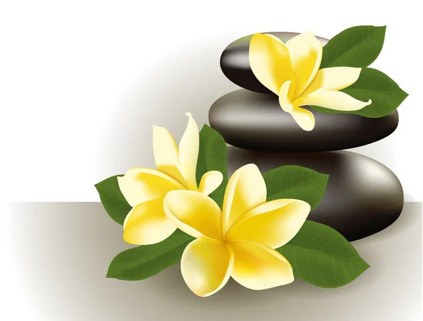 Spa bodegón con flor de frangipani, ilustración vectorial . — Archivo Imágenes Vectoriales