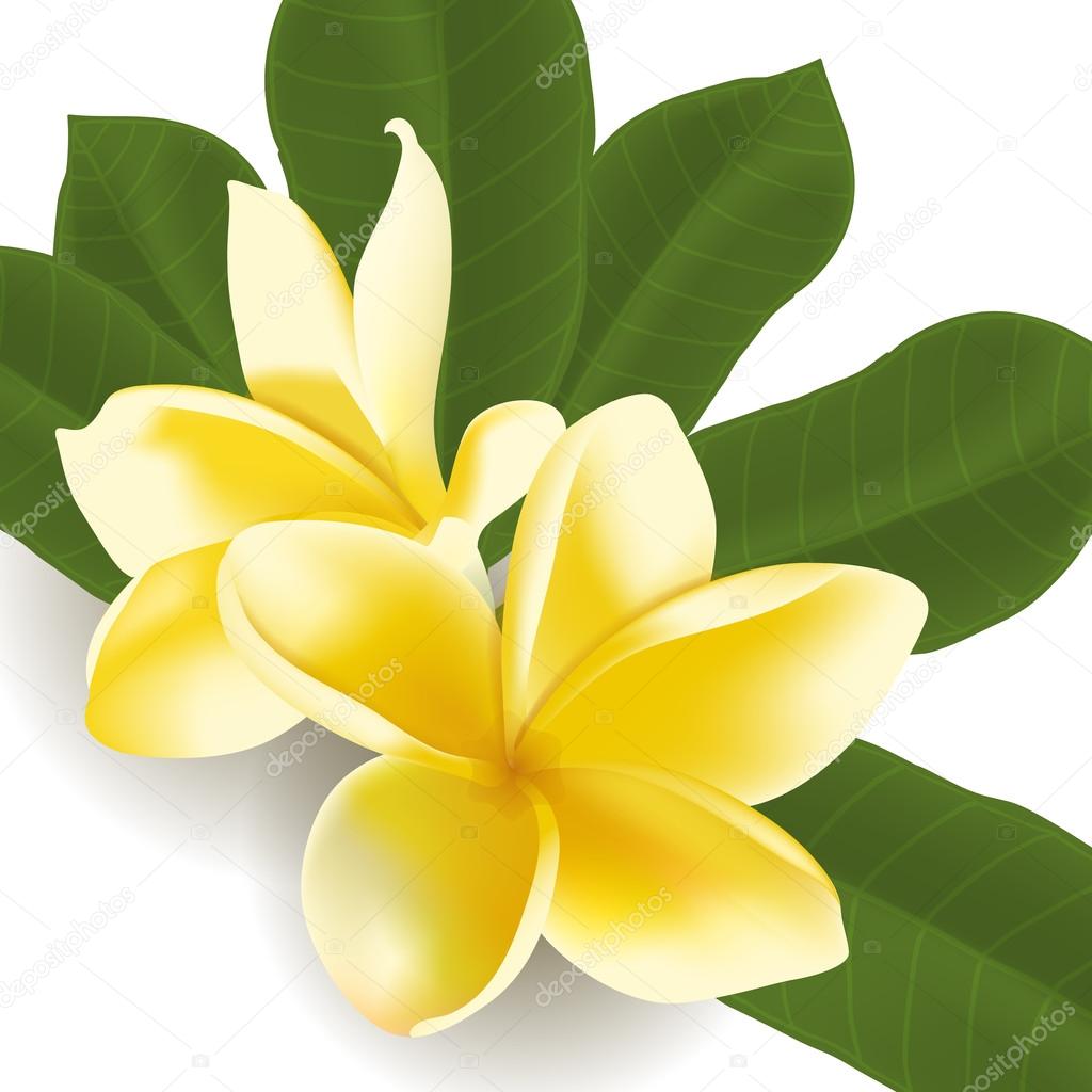 Realistic vector frangipani flower with leaves isolated on white