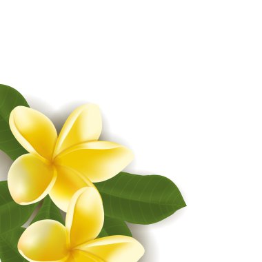 Arka plan üzerinde beyaz izole gerçekçi vektör frangipani çiçek yaprakları ile