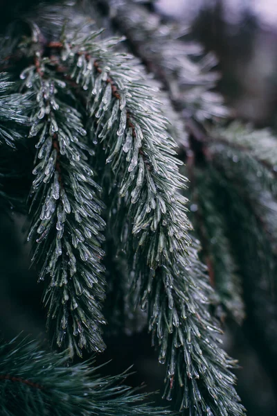 Buzla kaplı bir Noel ağacının dalı. Günaydın pembe. Ağaçlarda kış.