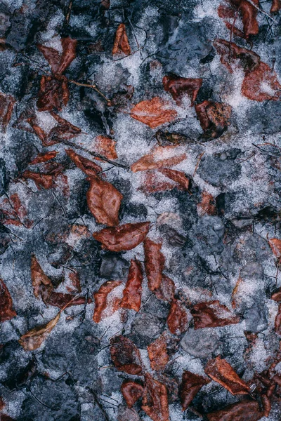 Brązowe Liście Lodu Rimme Liściach Wczesna Zima — Zdjęcie stockowe