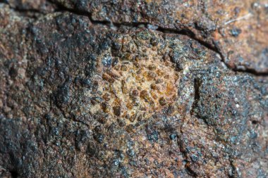 Bir Chondrite Meteoritinden oluşan füzyon kabuğunun makro fotoğrafı, Güneş Sistemi 'nin ilk evrelerinde asteroitler olarak uzayda oluşmuş bir kaya parçası. Bu göktaşı Atacama 'daki bir asteroitten düşmüş.