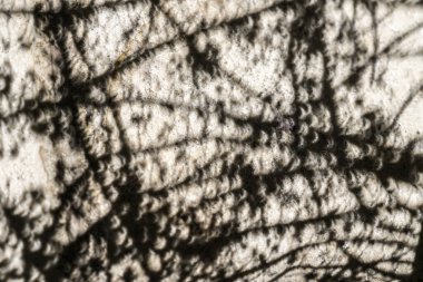 Kısmi Güneş tutulması sırasında, 14 Aralık 2020 