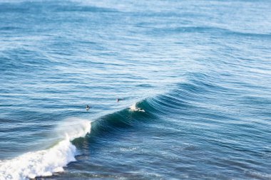 Pasifik Okyanusu 'nda büyük dalgalarda sörf yapan sörfçüler Şili' nin Puertecillo noktasında 