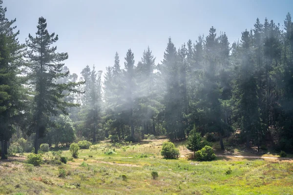 Idillyc Fantasie Ansicht Eines Nebeligen Waldes Einem Bewölkten Tag Einer — Stockfoto