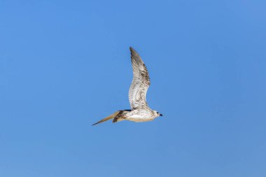 Kanatlarıyla zarif bir şekilde süzülen bir kaypak, canlı mavi bir gökyüzü arka planına doğru uçarken yakalanır..