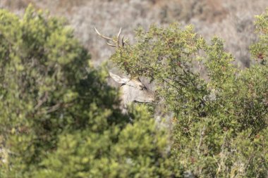 Yoğun yeşil çalıların arasına kısmen gizlenmiş, boynuzlarını ve doğal ortamdaki tetikte ifadesini sergileyen vahşi bir geyiğin yakın çekimi. Doğal ortamdaki yeşil çalılıklardan gizlice bakan boynuzlu vahşi geyik.