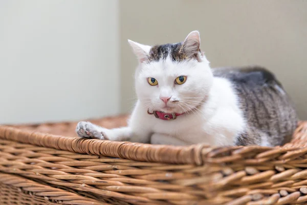 Cat on wicker basket — Stock Photo, Image